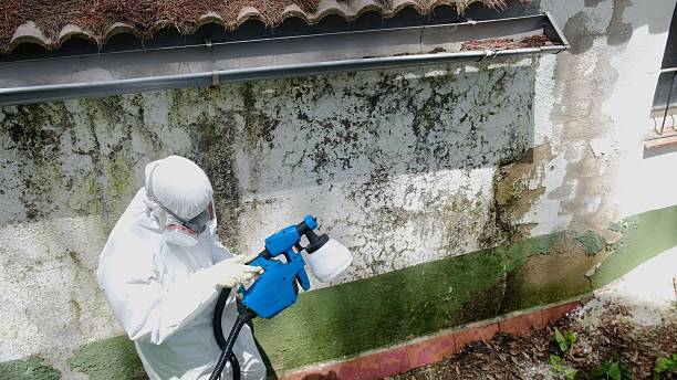 Trusted Black Mold Removal service in Central Lake, MI - Cheap Mold Removal
